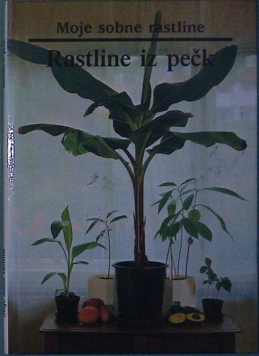 Moje sobne rastline / Rastline iz pečk - slika 2